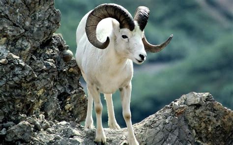 Argali : The Largest Mountain Sheep | Animal, Exotic animals and ...