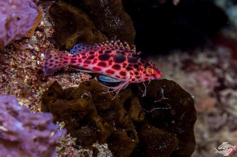 Spotted Hawkfish-Facts-Photographs - Seaunseen