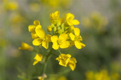 Wild Mustard Poisoning in Horses - Symptoms, Causes, Diagnosis, Treatment, Recovery, Management ...