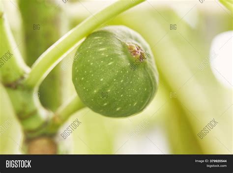 Close- Green Fig Tree Image & Photo (Free Trial) | Bigstock