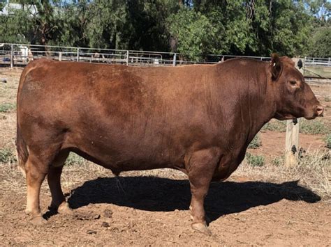 Australian Lowline Cattle & Genetics For Sale - ALCA