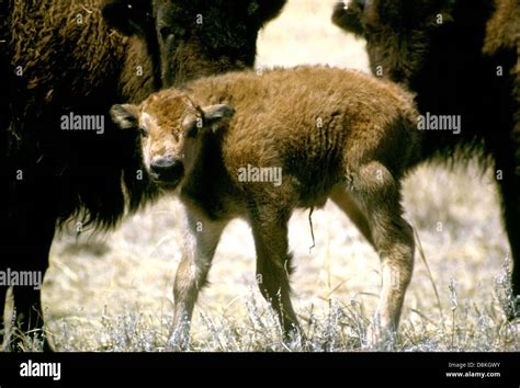 Bison with calf Stock Photo - Alamy