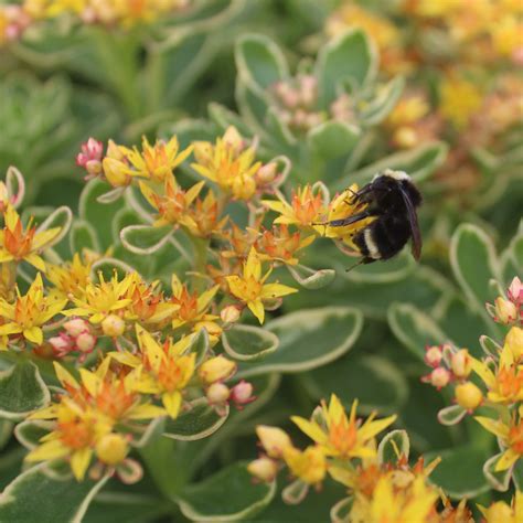 Plants, Seeds & Bulbs Plants & Seedlings part shade perennial Sedum Kamtschaticum Variegatum ...