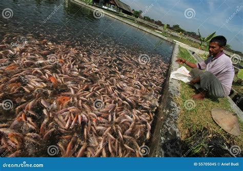 Tilapia breeders editorial image. Image of livelihood - 55705045