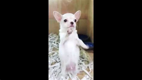 Dancing Chihuahua Puppy - YouTube