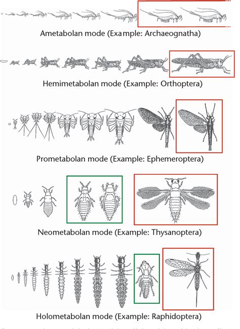 [PDF] Origin and Evolution of Insect Metamorphosis | Semantic Scholar