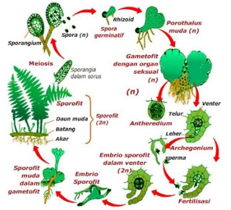 Intan Nirmala Blog's: KINGDOM PLANTAE 1 ( Bryophyta/ Lumut dan ...