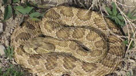 It's rattlesnake season in Colorado, which is why officials want to ...