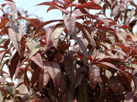 How to grow and care for Prunus Cerasifera - RayaGarden