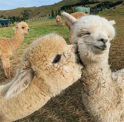 Ternura awesome in 2020 | Cute animals, Cute alpaca, Cute llama