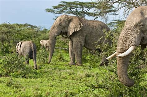 Rwanda Wildlife Tour | Akagera National Park | Akagera Wildlife Tours