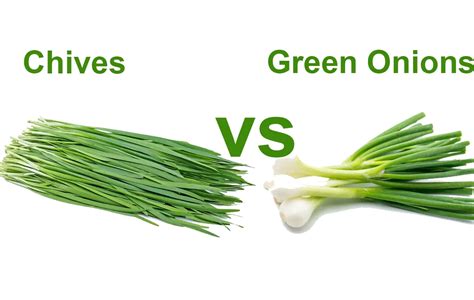 Difference Between Chives vs Green Onions ( 6 Differences) - Acadia House Provisions