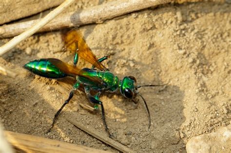 Premium Photo | Image of jewel wasp or emerald cockroach wasp (ampulex ...