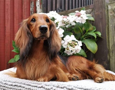 69+ Standard Dachshund For Sale Photo - Bleumoonproductions