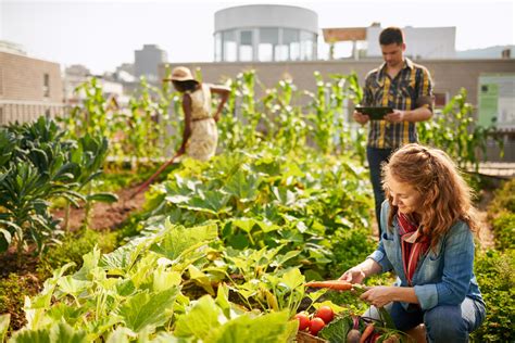 What You Should Know About Creating an Artificial Urban Rooftop Garden