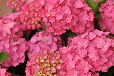 🔥 [40+] Hydrangea Desktop Wallpapers | WallpaperSafari