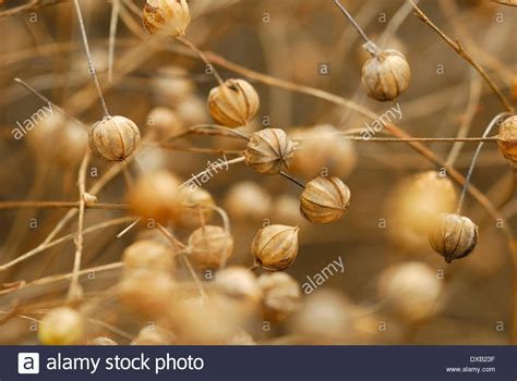 Flax plant hi-res stock photography and images - Alamy