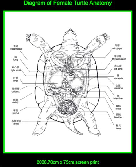 Turtle Anatomy Diagram | Redesign of Reproductive System for Non ...