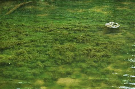 Are Benthic Cyanobacteria a Source of Toxic Blooms and a Threat to Human Health? - NCCOS Coastal ...