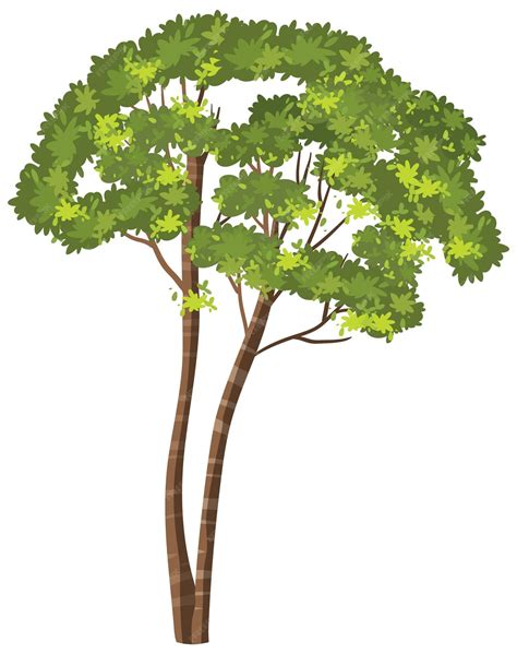 Free Vector | Isolated tree on white background