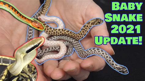 Update on our Baby Snakes! - YouTube