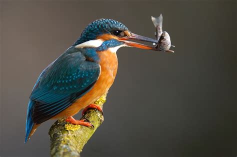 The Kingfisher Bird | Beauty Of Bird