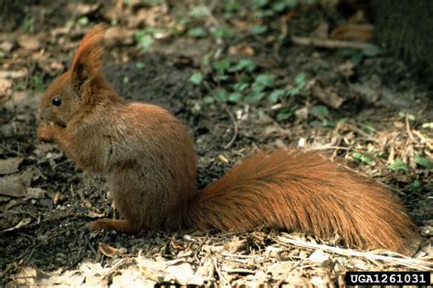 Eurasian red squirrel (Sciurus vulgaris)