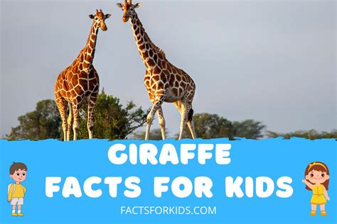 27 Giraffe Facts For Kids No One Ever Told You – Facts For Kids