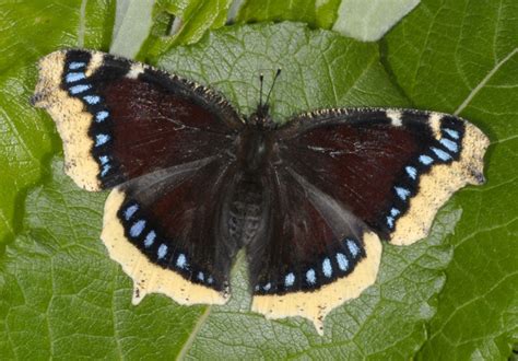 European Lepidoptera and their ecology: Nymphalis antiopa