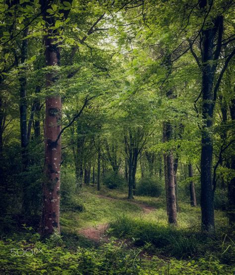 Bishops Wood Path by Paul Nash - Meena's Tirith Forest Path, Forest Floor, Woodland Forest ...