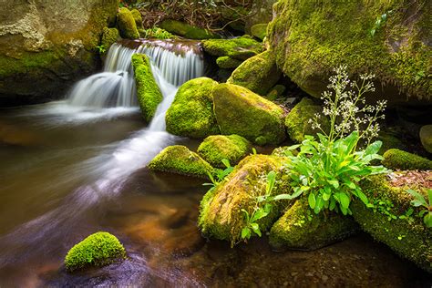 Spring Roaring Fork Photography Great Smoky Mountains National Park Gatlinburg TN