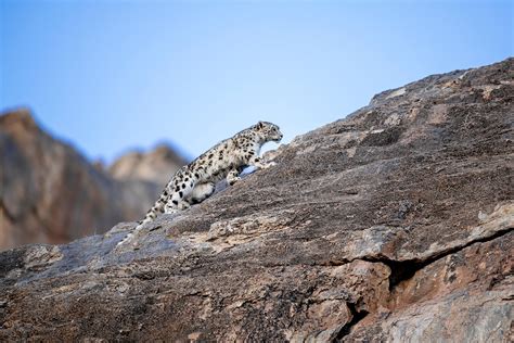 Snow Leopard Countries Launch New Conservation Programs - Snow Leopard Trust