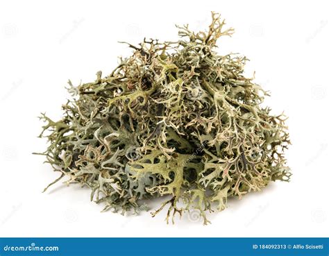 Cetraria Islandica Iceland Moss Stock Image - Image of lichen, fungi: 184092313