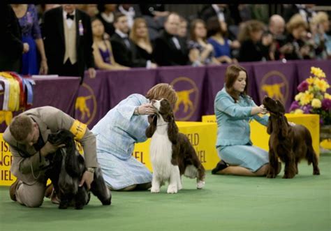 American Kennel Club adds 4 new dog breeds