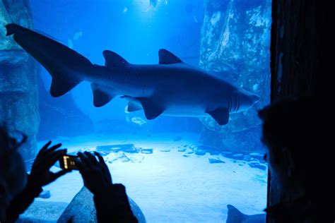 VIP Shark guests at Sea Life London Aquarium | Sea life, London, Underwater