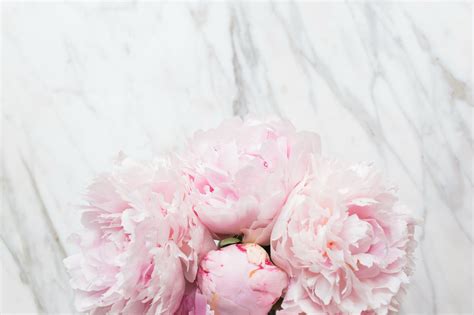 Desktop Wallpaper Peonies