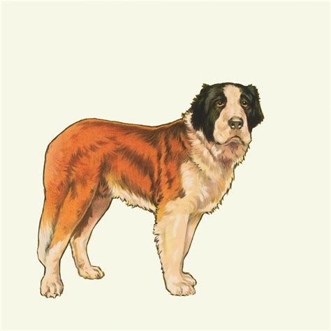 Saint Bernard Dog Vintage Clipart Free Stock Photo - Public Domain Pictures