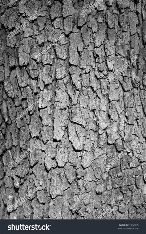 Dogwood Tree Bark Stock Photo 1052035 : Shutterstock