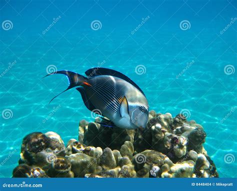 Red Sea Fish stock photo. Image of fish, swim, cold, swimming - 8448404