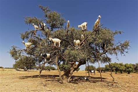 The Incredible Story Of Goats in Trees in Morocco | Meet the Peculiar Climbers | Goats, Morocco ...