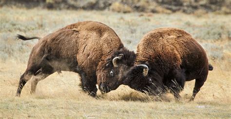 Photography in Yellowstone | Bisonte americano, Bisontes, Fotografía animal