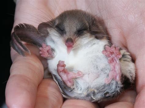 Feathertail Glider - Profile | Traits | Facts | Tail | Flying | Habitat - Mammal Age