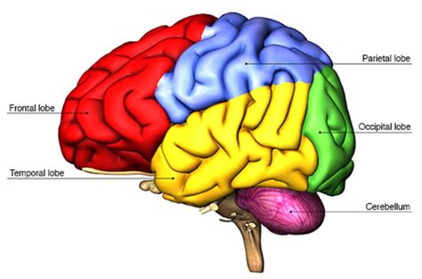 Figure permissions human brain mapping - spalalapa