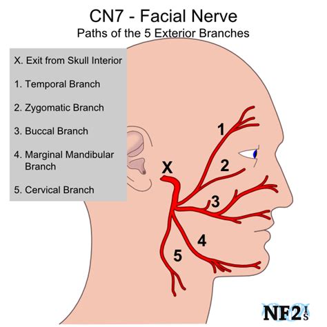 The facial nerve, or the seventh cranial nerve has both sensory and motor functions. For sensory ...