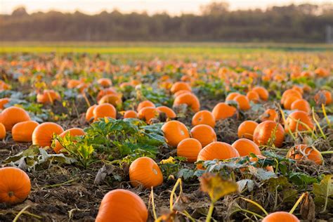 How to Harvest Pumpkins | Jung Seed's Gardening Blog