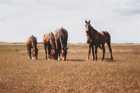 Wildlife In Wyoming - Animals Around the Globe