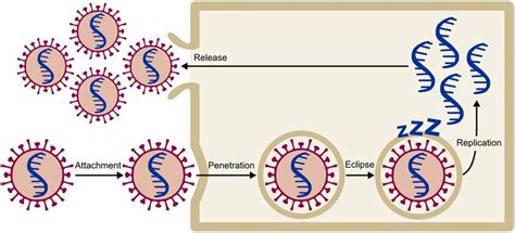 The four stages of the viral infection of a cell in the model. The... | Download Scientific Diagram