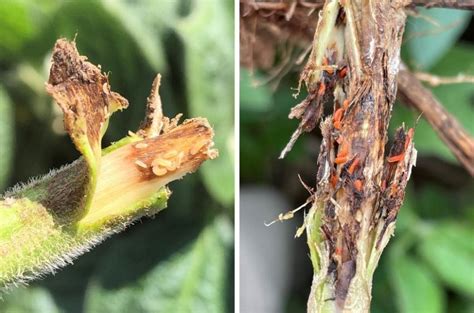 Soybean Gall Midge Adult Emergence Begins | Integrated Crop Management