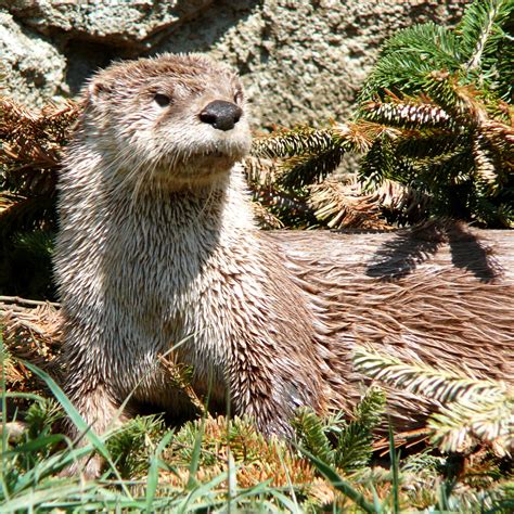 A West Virginian river otter! | River otter, Otters, Detroit zoo