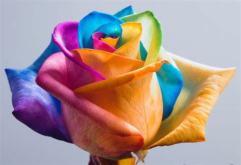 : Rainbow roses HD wallpaper | Pxfuel